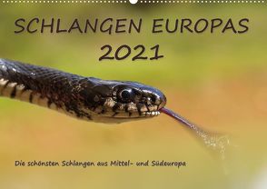 Europäische Schlangen (Wandkalender 2021 DIN A2 quer) von Simlinger,  Wolfgang