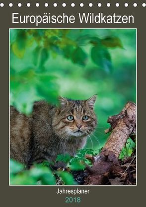 Europäische Wildkatzen – Jahresplaner (Tischkalender 2018 DIN A5 hoch) von Webeler,  Janita