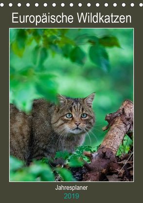 Europäische Wildkatzen – Jahresplaner (Tischkalender 2019 DIN A5 hoch) von Webeler,  Janita