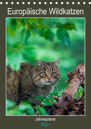 Europäische Wildkatzen – Jahresplaner (Tischkalender 2021 DIN A5 hoch) von Webeler,  Janita