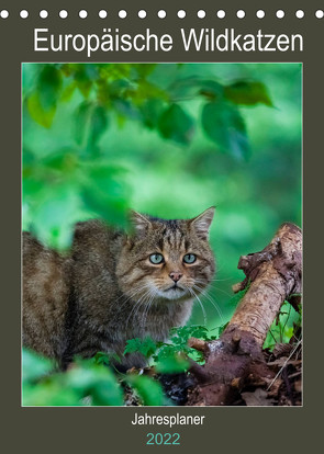 Europäische Wildkatzen – Jahresplaner (Tischkalender 2022 DIN A5 hoch) von Webeler,  Janita