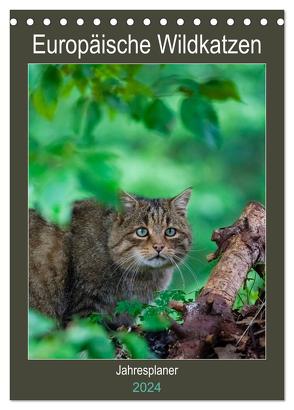 Europäische Wildkatzen – Jahresplaner (Tischkalender 2024 DIN A5 hoch), CALVENDO Monatskalender von Webeler,  Janita
