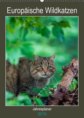 Europäische Wildkatzen – Jahresplaner (Wandkalender 2019 DIN A2 hoch) von Webeler,  Janita