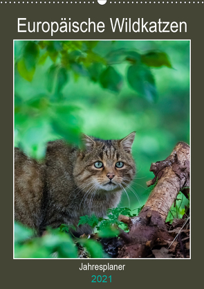 Europäische Wildkatzen – Jahresplaner (Wandkalender 2021 DIN A2 hoch) von Webeler,  Janita