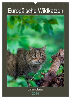 Europäische Wildkatzen – Jahresplaner (Wandkalender 2024 DIN A2 hoch), CALVENDO Monatskalender von Webeler,  Janita