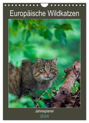 Europäische Wildkatzen – Jahresplaner (Wandkalender 2024 DIN A4 hoch), CALVENDO Monatskalender von Webeler,  Janita