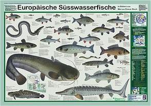 Europäische Süsswasserfische von Bloch,  Marcus E, Welter-Schultes,  F W