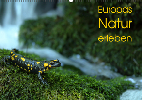 Europas Natur erleben (Wandkalender 2019 DIN A2 quer) von Schäfer,  Otto