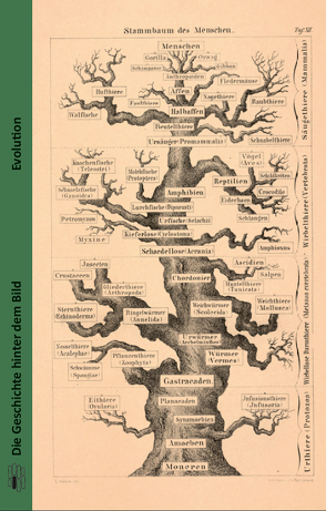 Evolution von Uwe,  Hoßfeld