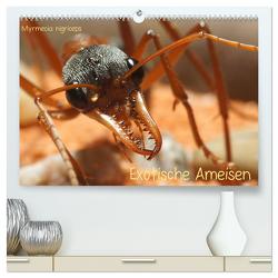 Exotische Ameisen (hochwertiger Premium Wandkalender 2024 DIN A2 quer), Kunstdruck in Hochglanz von Störmer,  Roland