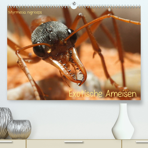 Exotische Ameisen (Premium, hochwertiger DIN A2 Wandkalender 2023, Kunstdruck in Hochglanz) von Störmer,  Roland
