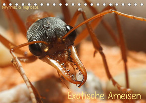 Exotische Ameisen (Tischkalender 2022 DIN A5 quer) von Störmer,  Roland