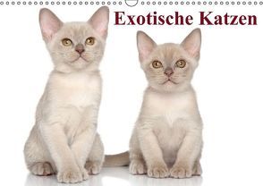 Exotische Katzen / Geburtstagskalender (Wandkalender immerwährend DIN A3 quer) von Stanzer,  Elisabeth