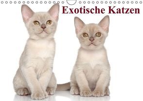 Exotische Katzen / Geburtstagskalender (Wandkalender immerwährend DIN A4 quer) von Stanzer,  Elisabeth