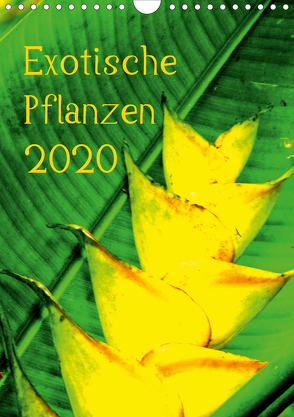Exotische Pflanzen (Wandkalender 2020 DIN A4 hoch) von Brun,  Annina