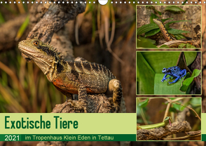 Exotische Tiere im Tropenhaus Klein Eden in Tettau (Wandkalender 2021 DIN A3 quer) von HeschFoto