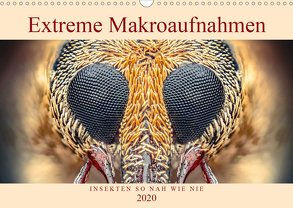 Extreme Makroaufnahmen – Insekten so nah wie nie (Wandkalender 2020 DIN A3 quer) von Ferdigrafie