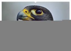 Falken und Greifvögel. Edle Jäger (Wandkalender 2024 DIN A2 quer), CALVENDO Monatskalender von Stanzer,  Elisabeth