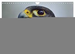 Falken und Greifvögel. Edle Jäger (Wandkalender 2024 DIN A4 quer), CALVENDO Monatskalender von Stanzer,  Elisabeth