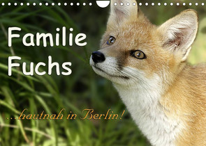 Familie Fuchs hautnah in Berlin (Wandkalender 2022 DIN A4 quer) von Brinker,  Sabine
