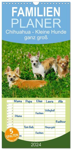 Familienplaner 2024 – Chihuahua – Kleine Hunde ganz groß mit 5 Spalten (Wandkalender, 21 x 45 cm) CALVENDO von Starick,  Sigrid
