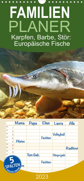 Familienplaner Karpfen, Barbe, Stör: Europäische Fische (Wandkalender 2023 , 21 cm x 45 cm, hoch) von CALVENDO