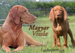 Familienplaner – Magyar Vizsla (Wandkalender 2020 DIN A3 quer) von Mielewczyk,  Barbara