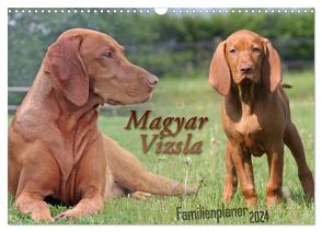 Familienplaner – Magyar Vizsla (Wandkalender 2024 DIN A3 quer), CALVENDO Monatskalender von Mielewczyk,  Barbara