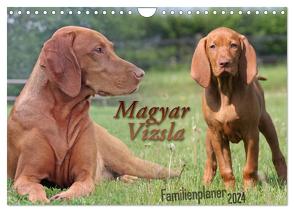 Familienplaner – Magyar Vizsla (Wandkalender 2024 DIN A4 quer), CALVENDO Monatskalender von Mielewczyk,  Barbara