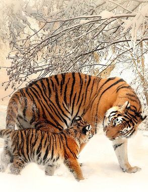 Fantasy Notizbuch 14: Tiger im Schnee von Sternenfeuer,  Samuriel