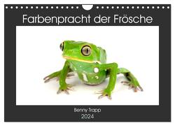 Farbenpracht der Frösche (Wandkalender 2024 DIN A4 quer), CALVENDO Monatskalender von Trapp,  Benny