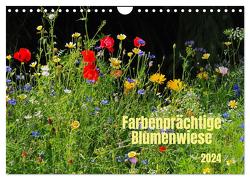 Farbenprächtige Blumenwiese (Wandkalender 2024 DIN A4 quer), CALVENDO Monatskalender von Seidel,  Thilo