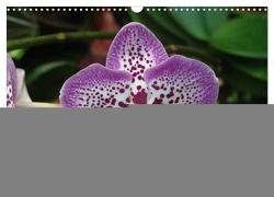 Farbenreiche Orchideen (Wandkalender 2024 DIN A3 quer), CALVENDO Monatskalender von Herkenrath,  Sven