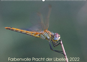 Farbenvolle Pracht der Libellen (Wandkalender 2022 DIN A2 quer) von Blickwinkel,  Dany´s