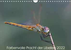 Farbenvolle Pracht der Libellen (Wandkalender 2022 DIN A4 quer) von Blickwinkel,  Dany´s