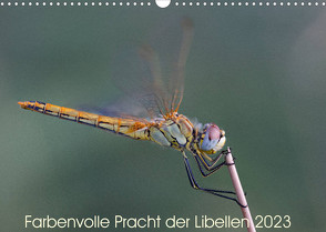Farbenvolle Pracht der Libellen (Wandkalender 2023 DIN A3 quer) von Blickwinkel,  Dany´s