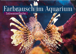 Farbrausch im Aquarium: Salzwasserfische (Wandkalender 2022 DIN A2 quer) von CALVENDO