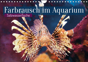 Farbrausch im Aquarium: Salzwasserfische (Wandkalender 2022 DIN A4 quer) von CALVENDO