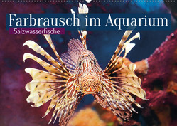 Farbrausch im Aquarium: Salzwasserfische (Wandkalender 2023 DIN A2 quer) von CALVENDO