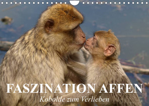 Faszination Affen. Kobolde zum Verlieben (Wandkalender 2023 DIN A4 quer) von Stanzer,  Elisabeth