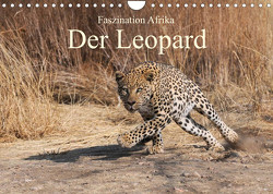 Faszination Afrika: Der Leopard (Wandkalender 2023 DIN A4 quer) von Weiß,  Elmar