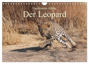 Faszination Afrika: Der Leopard (Wandkalender 2024 DIN A4 quer), CALVENDO Monatskalender von Weiß,  Elmar