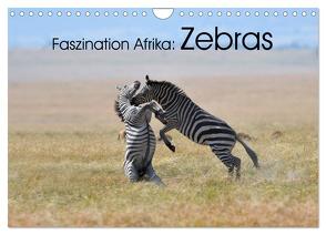 Faszination Afrika: Zebras (Wandkalender 2024 DIN A4 quer), CALVENDO Monatskalender von Weiß,  Elmar