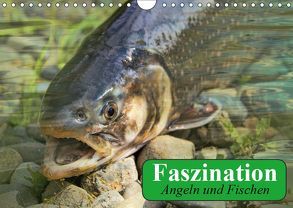 Faszination Angeln und Fischen (Wandkalender 2019 DIN A4 quer) von Stanzer,  Elisabeth
