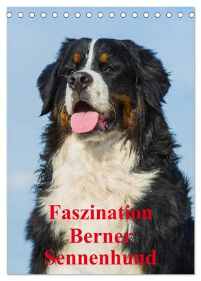 Faszination Berner Sennenhund (Tischkalender 2024 DIN A5 hoch), CALVENDO Monatskalender von Starick,  Sigrid