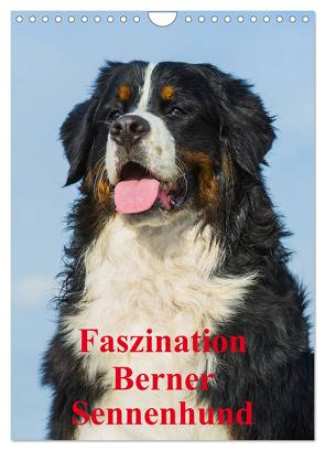 Faszination Berner Sennenhund (Wandkalender 2024 DIN A4 hoch), CALVENDO Monatskalender von Starick,  Sigrid