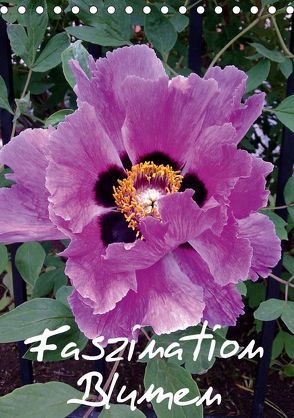 Faszination Blumen (Tischkalender 2019 DIN A5 hoch) von Hufeld,  Bernd