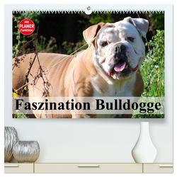 Faszination Bulldogge (hochwertiger Premium Wandkalender 2024 DIN A2 quer), Kunstdruck in Hochglanz von Stanzer,  Elisabeth