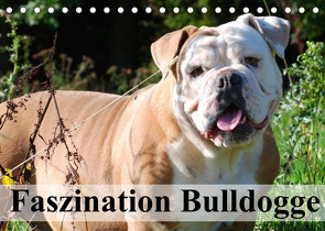 Faszination Bulldogge (Tischkalender 2022 DIN A5 quer) von Stanzer,  Elisabeth