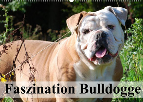 Faszination Bulldogge (Wandkalender 2022 DIN A2 quer) von Stanzer,  Elisabeth